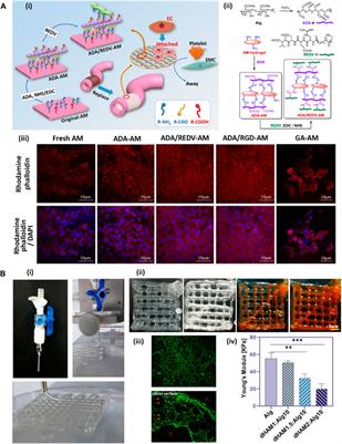 Amnion-derived hydrogels as a versatile platform for regenerative therapy: from lab to market